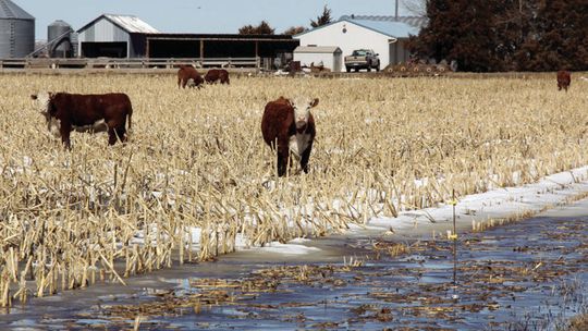 Cattle feed option in drought: Grazing standing corn