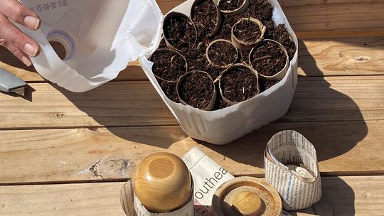 Easy and affordable winter seed star ting