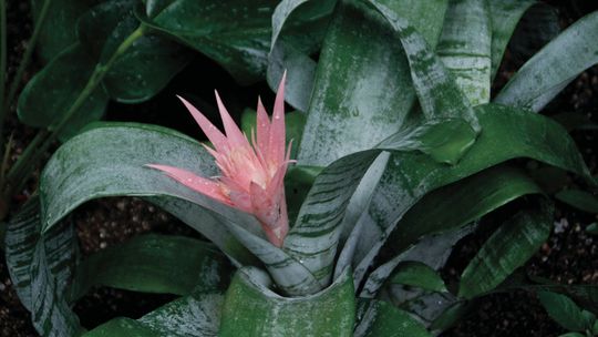 Easy-care flowering indoor plants