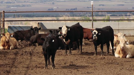 Engaging Agriculture