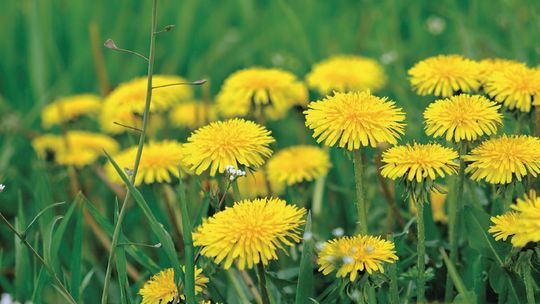 Master Gardener