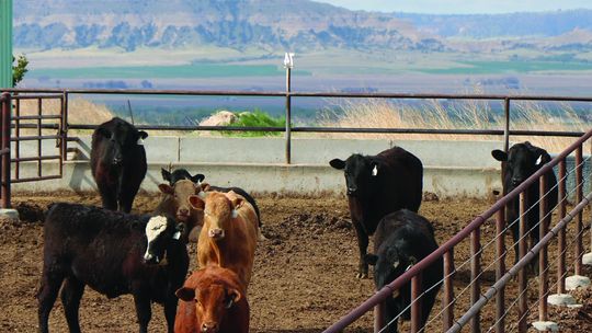 Nebraska Extension hosts drought management webinar for beef producers