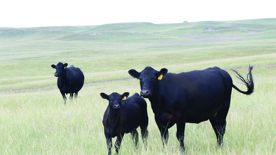 Nebraska Extension to host drought outlook webinar for cattle producers