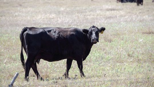 Strategic cowherd destocking to promote future rebuilding