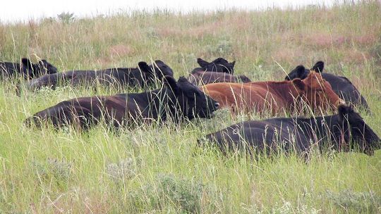 Webinar series to focus on range and pasture management