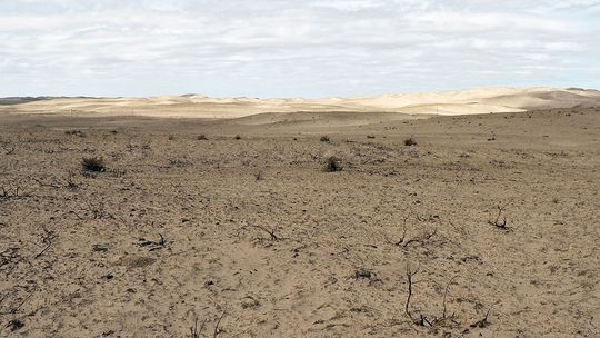 Wildfires open pastures and ranges to invasive plants