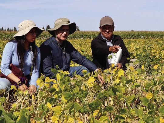 Bean breeders scout fields for desirable bean genetics