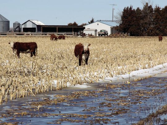Cattle feed option in drought: Grazing standing corn