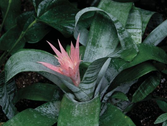 Easy-care flowering indoor plants