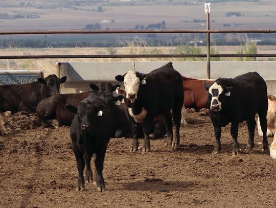 Engaging Agriculture