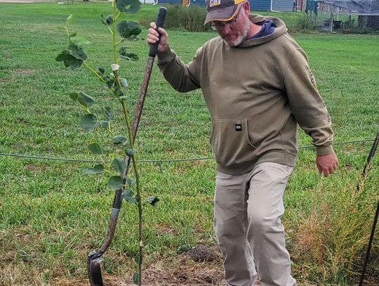 Fall ReTree Planting program brings more trees to Bridgeport