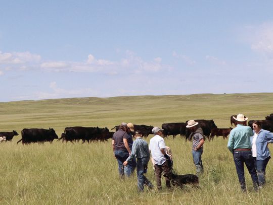 Free farm and ranch succession workshops offered in the Panhandle