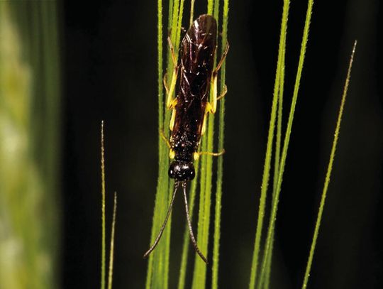 ‘Great Plains Sawfly Survey Project’ seeks grower input