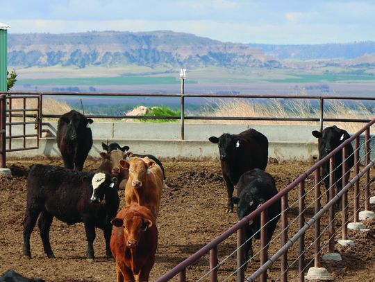 Nebraska Extension hosts drought management webinar for beef producers