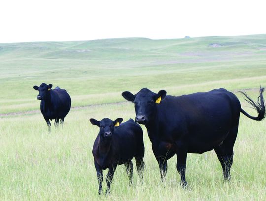 Nebraska Extension to host drought outlook webinar for cattle producers