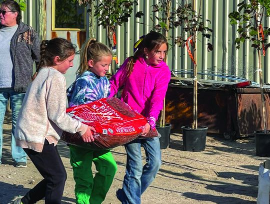 ReTree Bridgeport celebrates Arbor Day with free tree giveaway