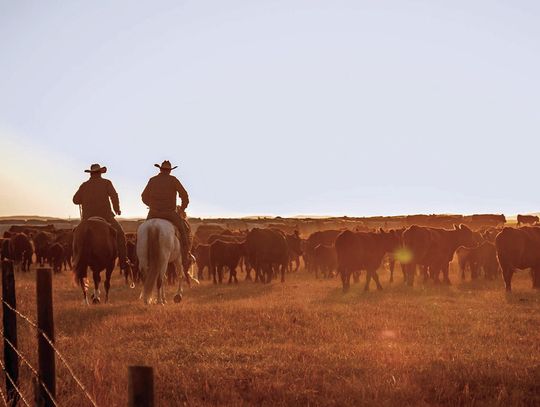 Staying well through the winter blues: food, movement, and mental wellbeing