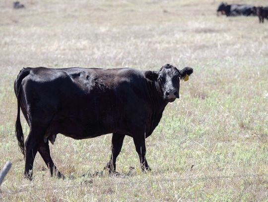 Strategic cowherd destocking to promote future rebuilding