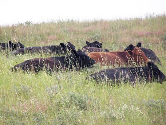 Webinar series to focus on range and pasture management