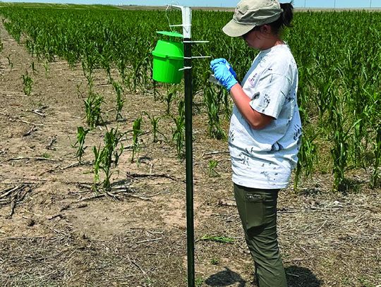 Western bean cutworm monitoring in the Panhandle
