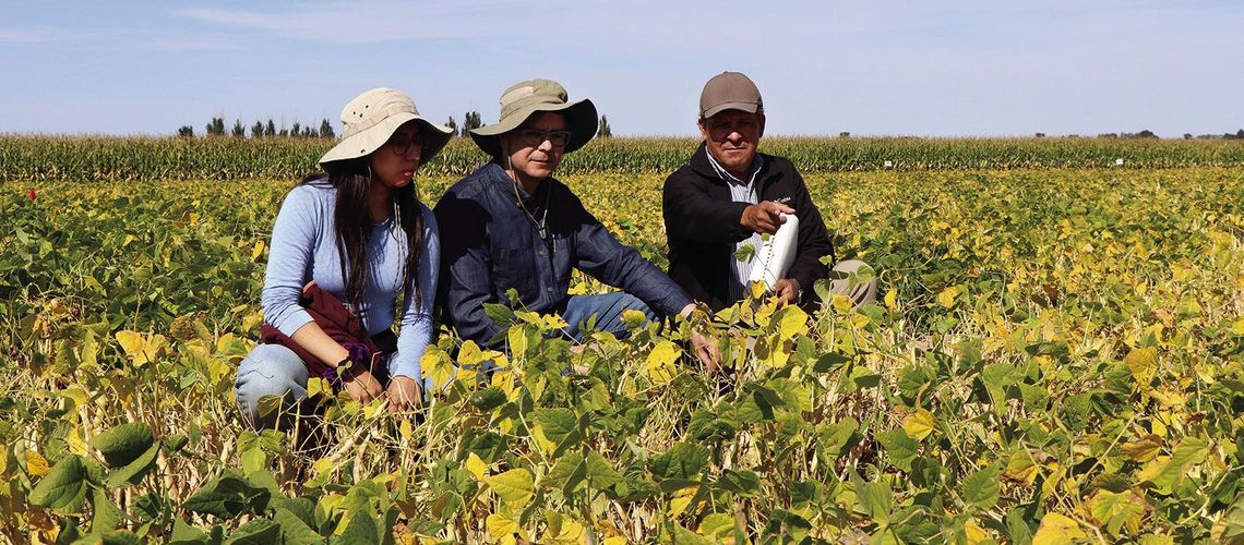 Bean breeders scout fields for desirable bean genetics