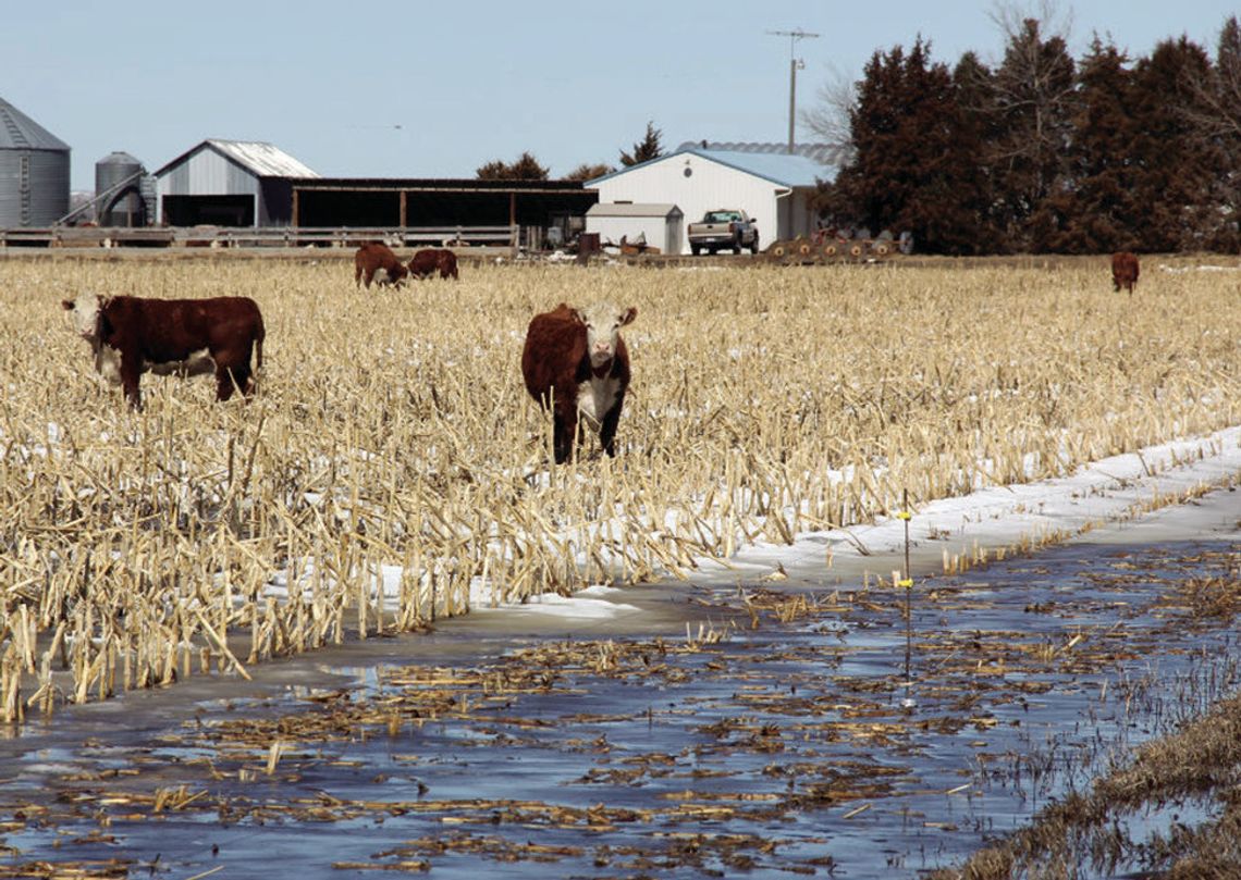 Cattle feed option in drought: Grazing standing corn Cattle feed option in drought: Grazing standing corn