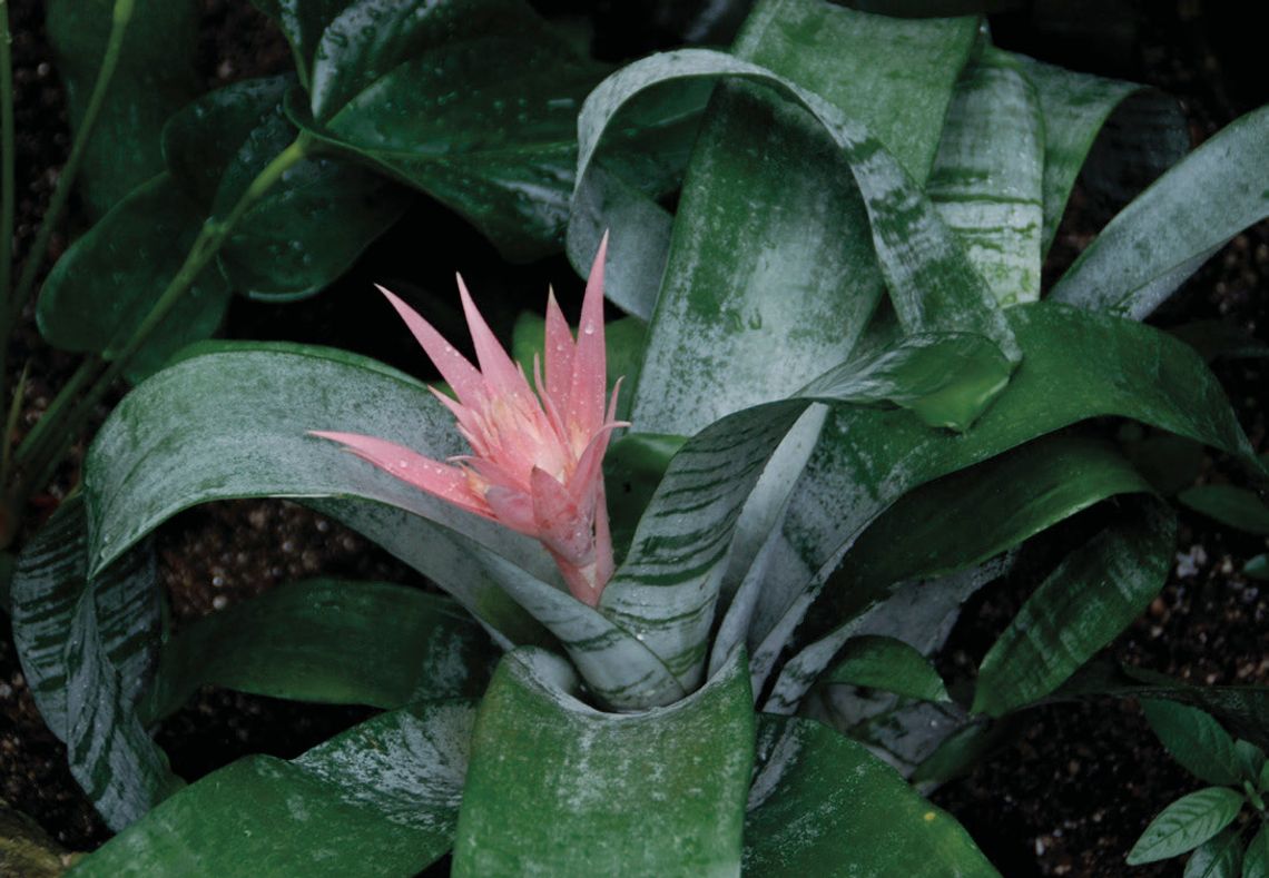 Easy-care flowering indoor plants