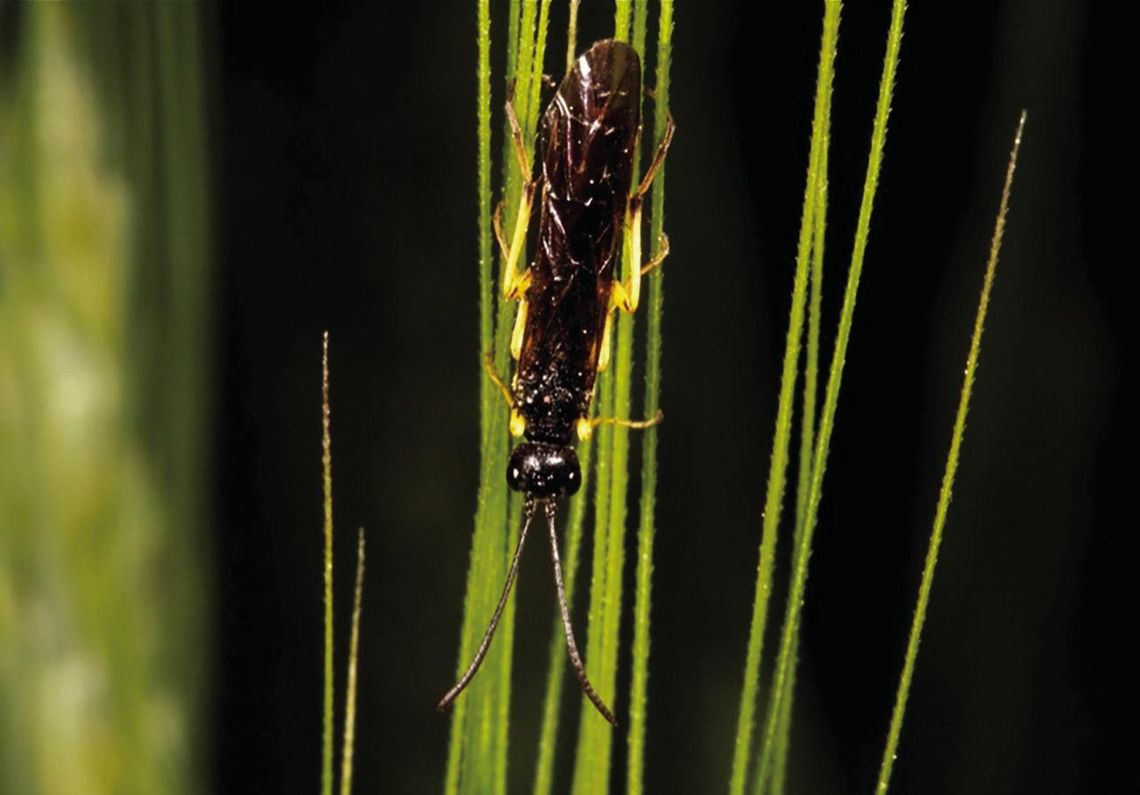 ‘Great Plains Sawfly Survey Project’ seeks grower input