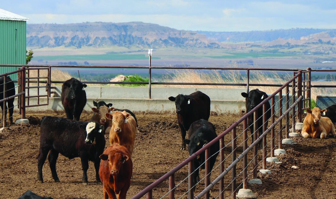 Nebraska Extension hosts drought management webinar for beef producers Nebraska Extension hosts drought management webinar for beef producers