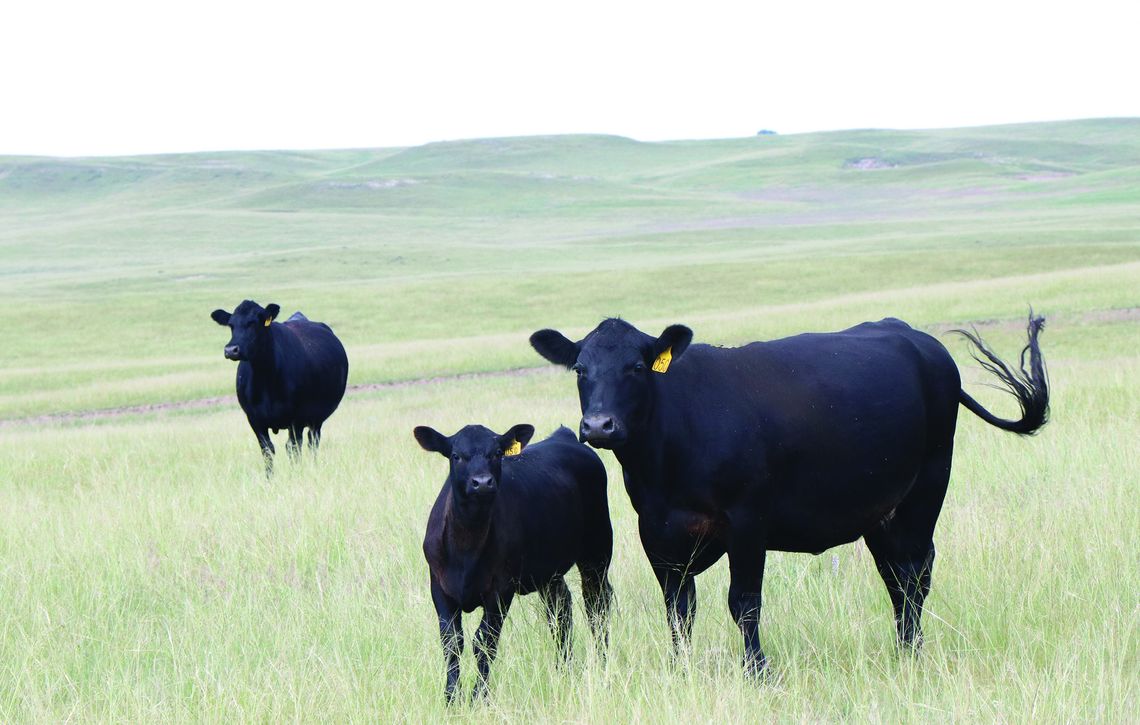 Nebraska Extension to host drought outlook webinar for cattle producers