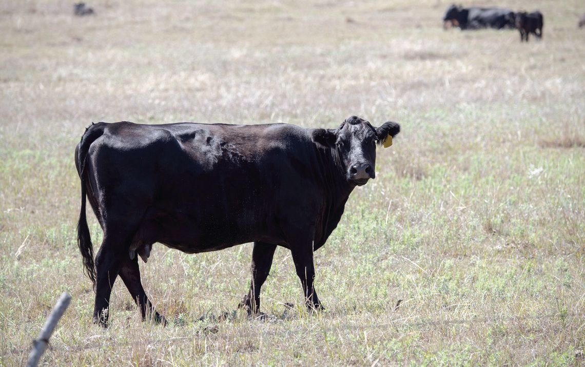 Strategic cowherd destocking to promote future rebuilding Strategic cowherd destocking to promote future rebuilding