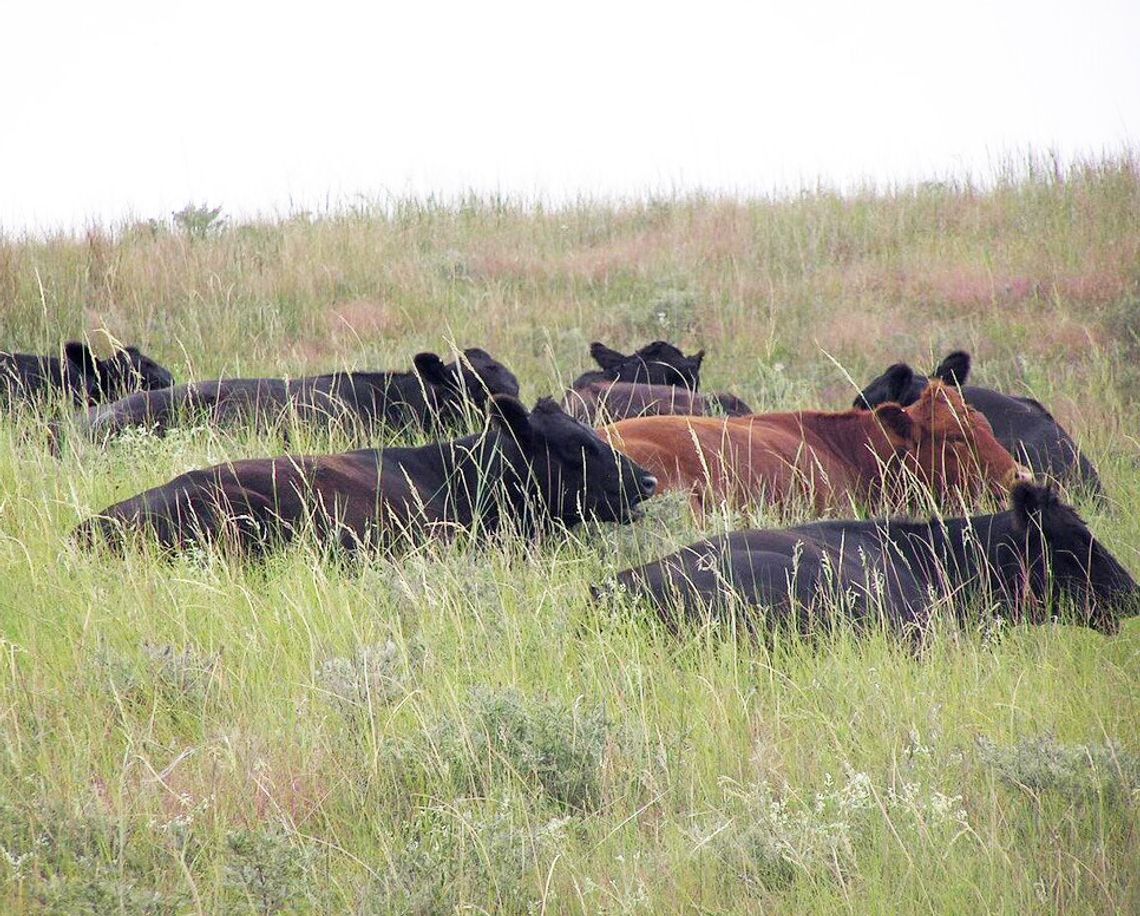 Webinar series to focus on range and pasture management Webinar series to focus on range and pasture management