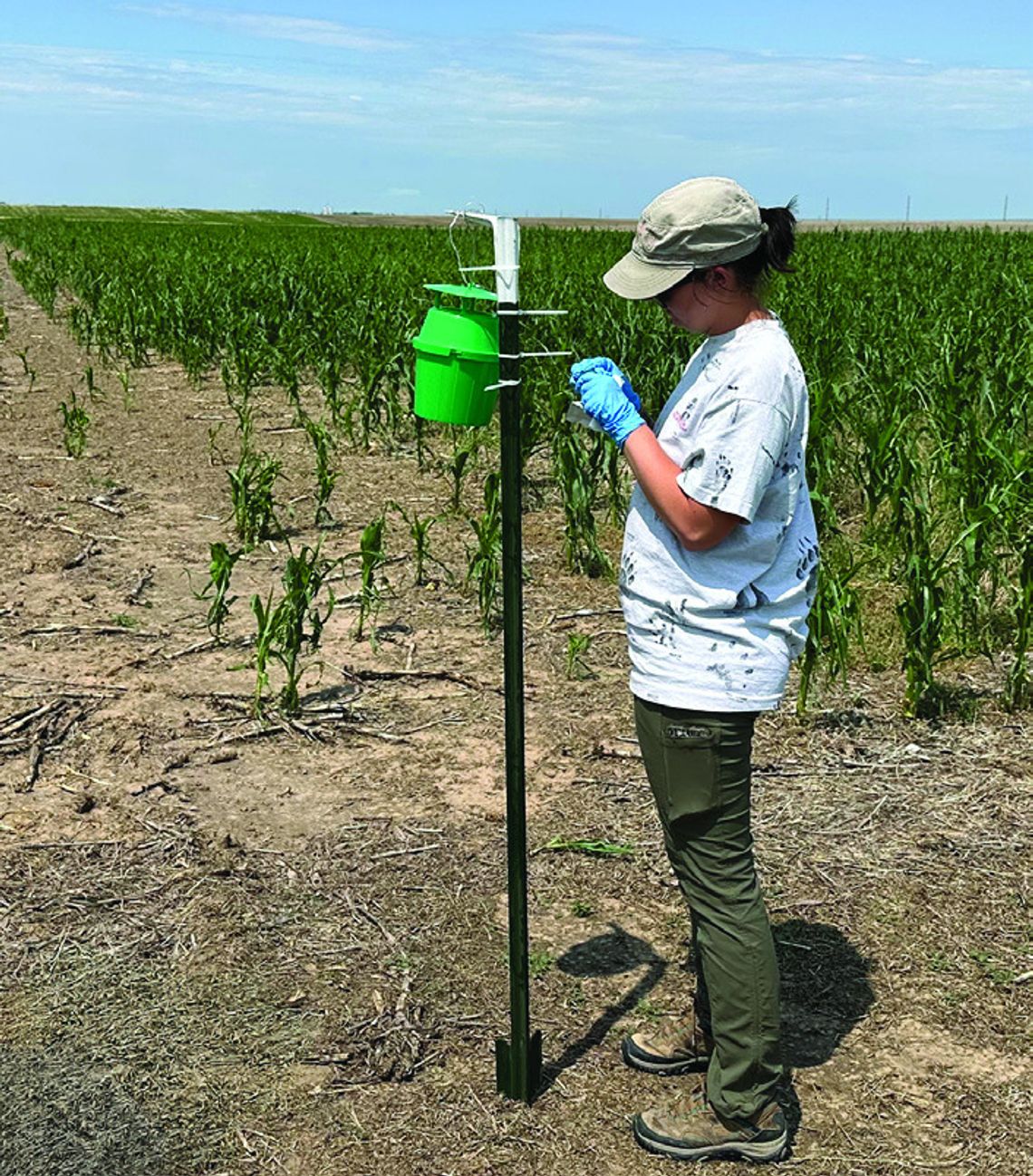 Western bean cutworm monitoring in the Panhandle