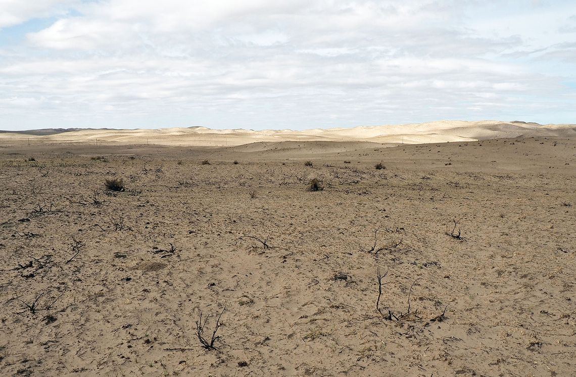 Wildfires open pastures and ranges to invasive plants Wildfires open pastures and ranges to invasive plants